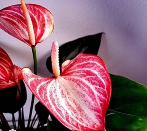 Anthurium combo ( 5 colour) - Image 5