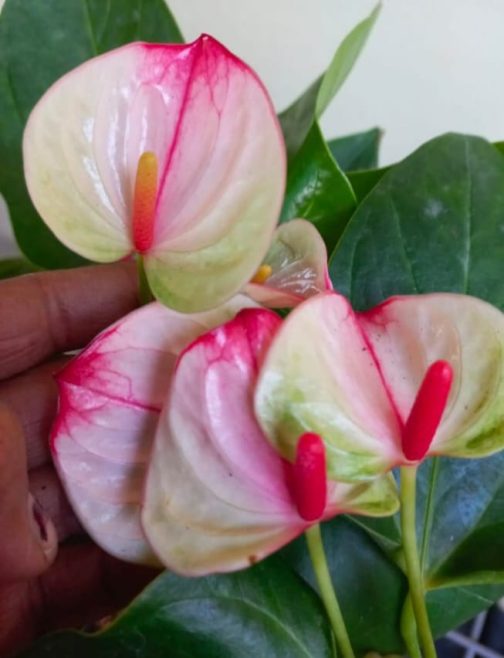 Anthurium combo ( 5 colour) - Image 3