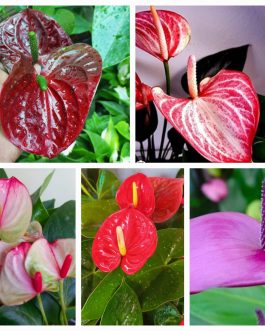 Anthurium combo ( 5 colour)