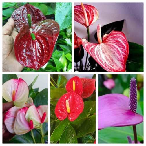 Anthurium combo ( 5 colour)