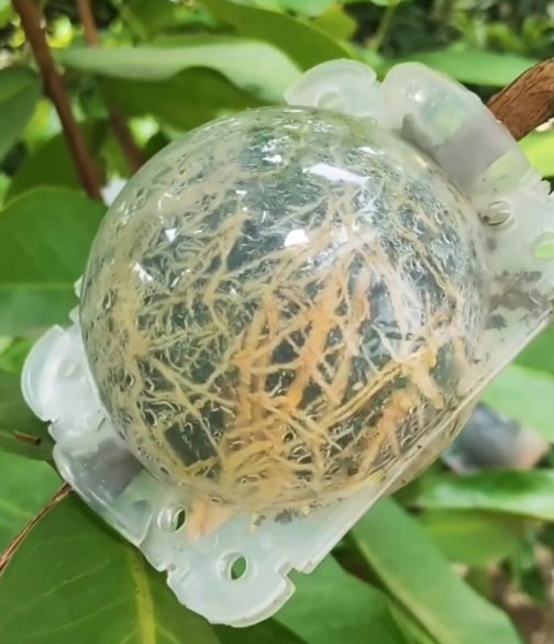 Rooting ball- small sized- 2 inch (single piece) - Image 5