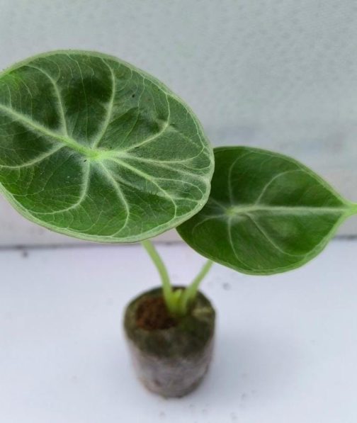 Alocasia Grandis (jiffy sized plant) - Image 4
