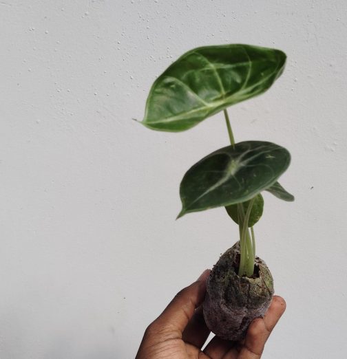 Alocasia Grandis (jiffy sized plant) - Image 6