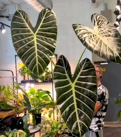 Alocasia Grandis (jiffy sized plant) - Image 3