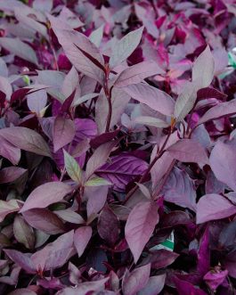 Alternanthera mixed stems  combo ( grenadine, green,  dentata ) total 10 stems