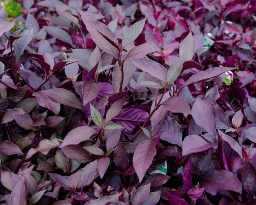 Alternanthera mixed stems  combo ( grenadine, green,  dentata ) total 10 stems - Image 2
