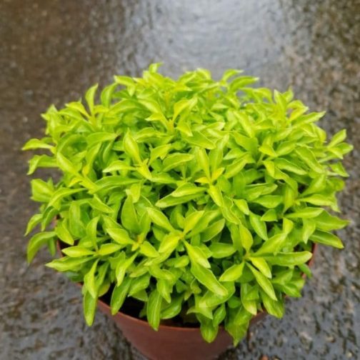 Alternanthera mixed stems  combo ( grenadine, green,  dentata ) total 10 stems - Image 4
