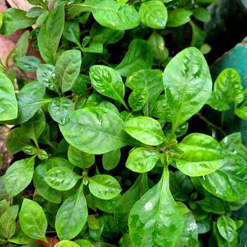 Dwarf copperleaf spinach/Ponnanganni cheera ( 3 rooted stems)