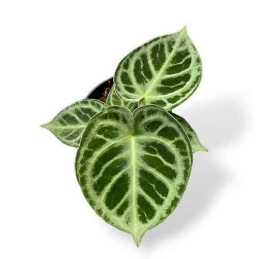 Anthurium Dorayaki (jiffy sized) - Image 6