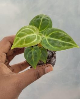 Anthurium Dorayaki (jiffy sized)