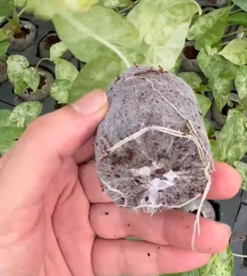 Alocasia macrorrhizos Camouflage (jiffy sized) - Image 2
