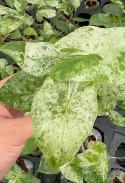 Alocasia macrorrhizos Camouflage (jiffy sized) - Image 3