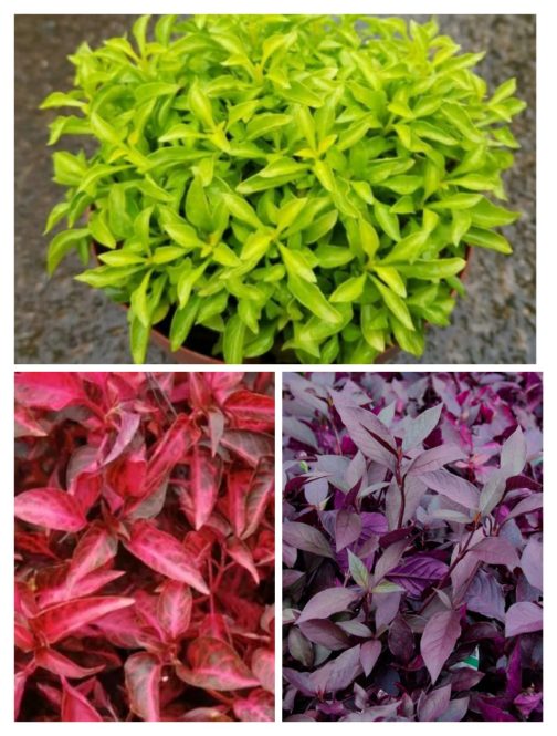 Alternanthera mixed stems  combo ( grenadine, green,  dentata ) total 10 stems