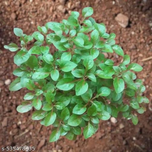 Dwarf copperleaf spinach/Ponnanganni cheera ( 3 rooted stems) - Image 3