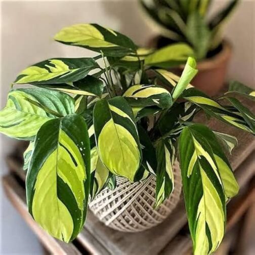 Calathea yellow mosaic (jiffy sized)