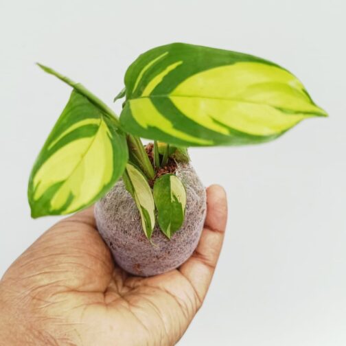 Calathea yellow mosaic (jiffy sized) - Image 3