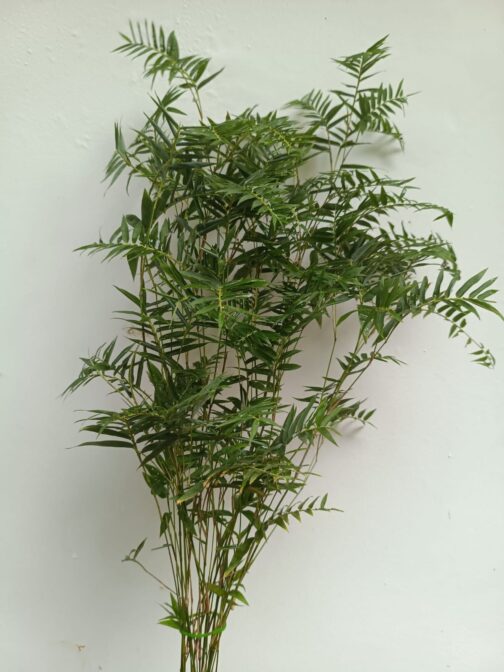 Mini bamboo plant ( Large plant)