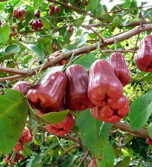 Thai Red Water Apple Grafted Fruit Plant (single plant- medium sized)
