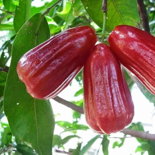 Thai Red Water Apple Grafted Fruit Plant (single plant- medium sized) - Image 5