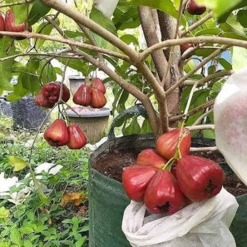 Thai Red Water Apple Grafted Fruit Plant (single plant- medium sized) - Image 2