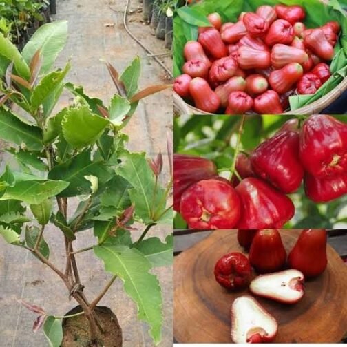 Thai Red Water Apple Grafted Fruit Plant (single plant- medium sized) - Image 3