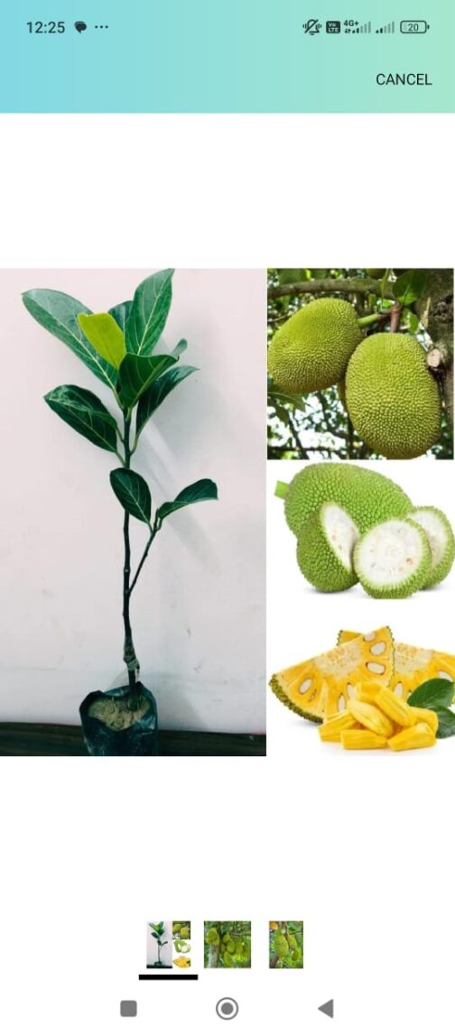 Vietnam Super Early Jackfruit (single plant) - Image 5