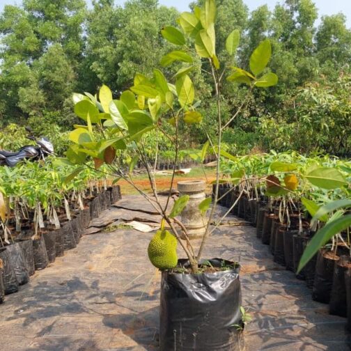Vietnam Super Early Jackfruit (single plant) - Image 4