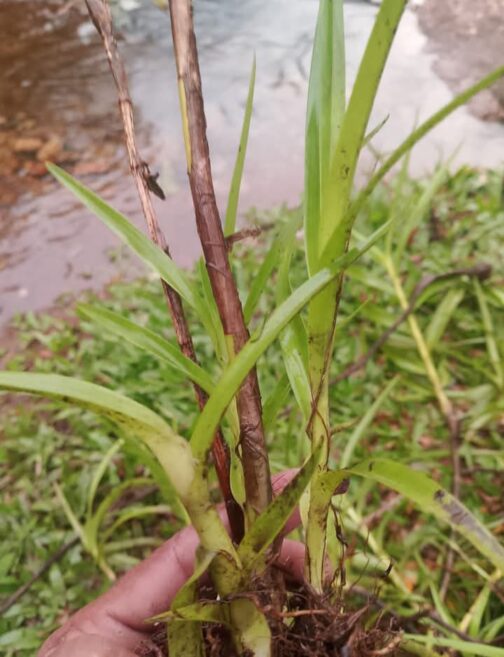 Bamboo orchid ( 5 plants) - Image 5