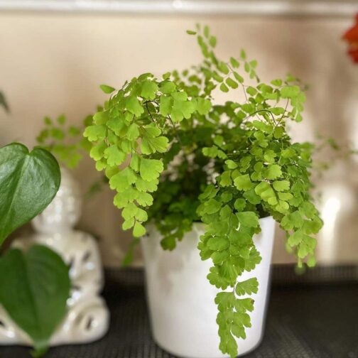 Maiden Hair Fern (jiffy sized) - Image 6