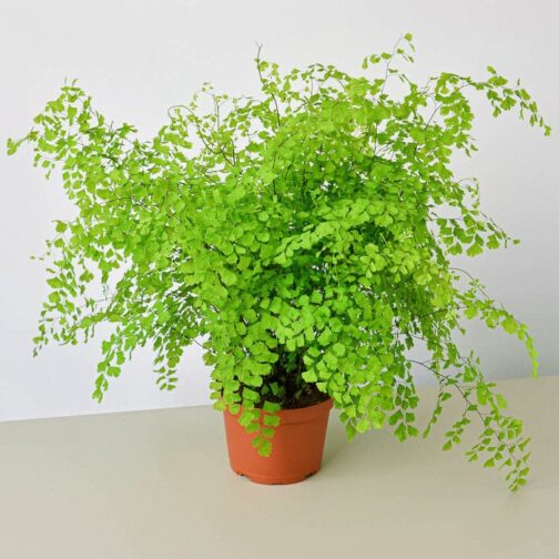 Maiden Hair Fern (jiffy sized)