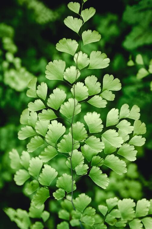 Maiden Hair Fern (jiffy sized) - Image 5