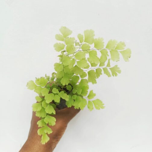 Maiden Hair Fern (jiffy sized) - Image 2