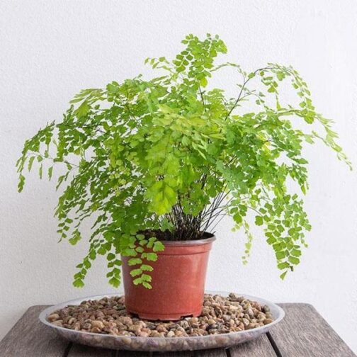 Maiden Hair Fern (jiffy sized) - Image 3