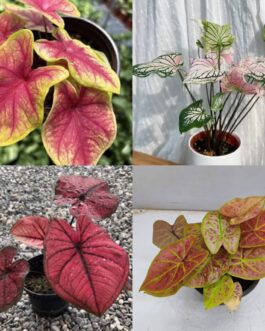 Caladium combo 1 (4 types)