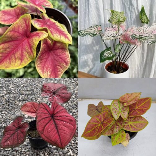 Caladium combo 1 (4 types)