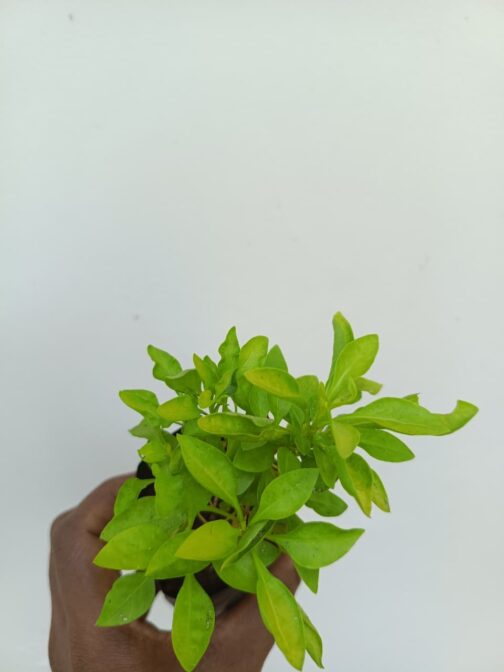 Alternanthera Neon Green - Image 3