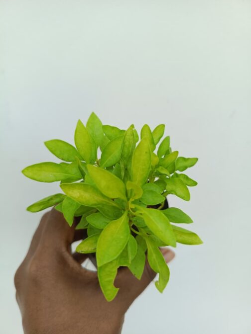 Alternanthera Neon Green - Image 4