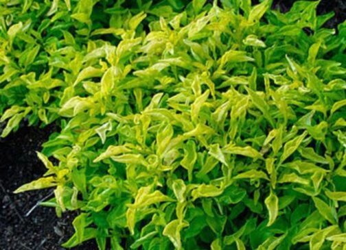 Alternanthera Neon Green
