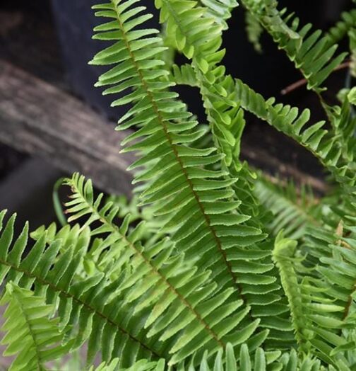 Sword boston fern (single plant) - Image 3