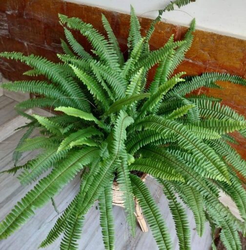 Sword boston fern (single plant)