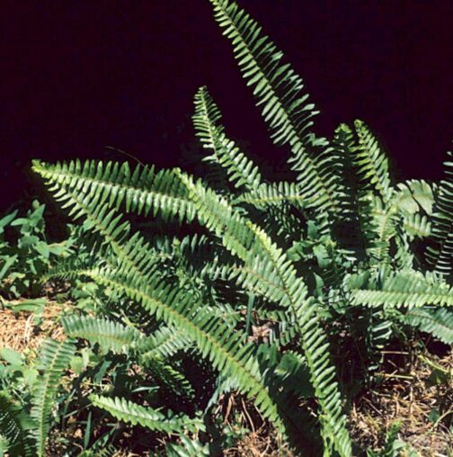 Sword boston fern (single plant) - Image 2
