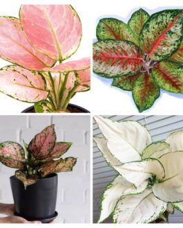 Aglaonema combo 1 (super white, Red gold, 24 karat,anjamani)