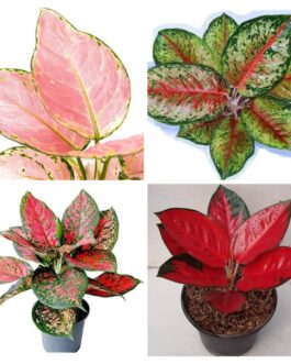 Aglaonema combo 2( jaipong red, anjamani, red gold, 24 karat)