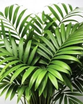 Table palm clump/ Chamaedorea Palm plant