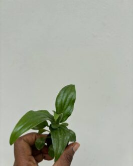 Small sized – Peace Lily/Spathyphyllum