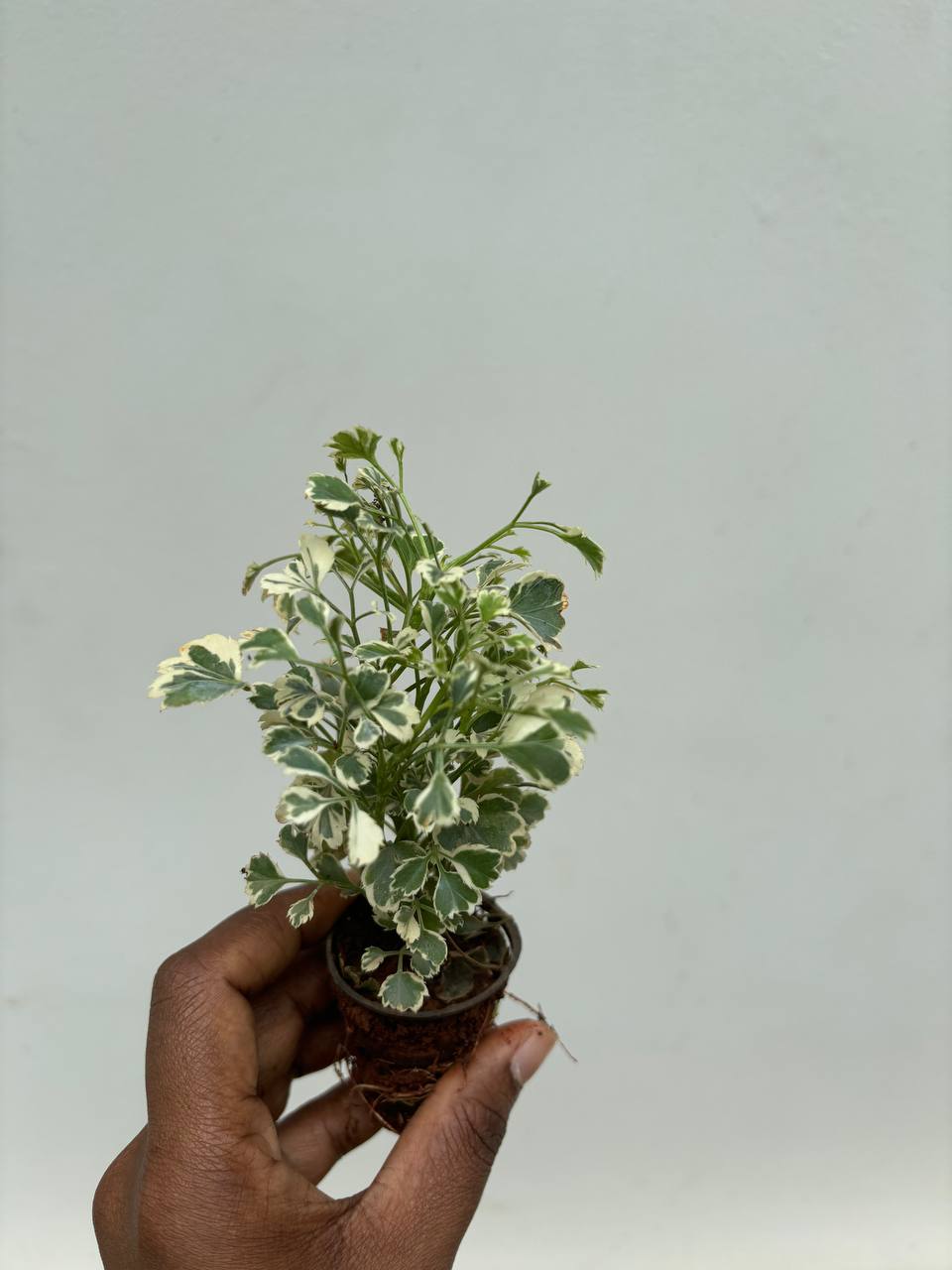 Aralia Variegated - Image 3