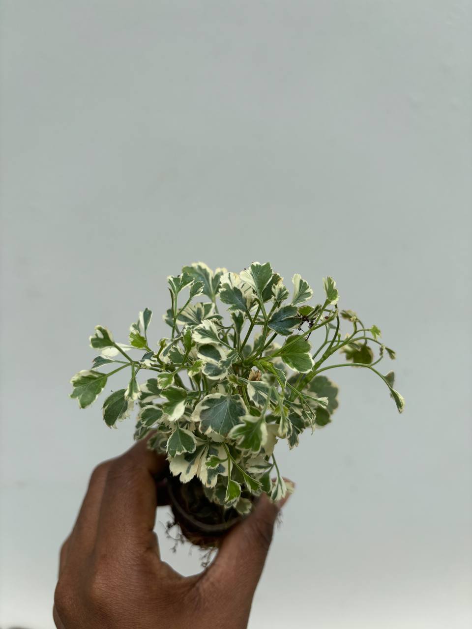 Aralia Variegated - Image 2
