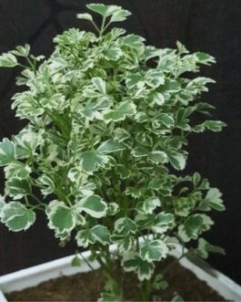 Aralia Variegated