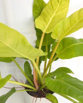 Small sized – Philodendron Golden melinonii