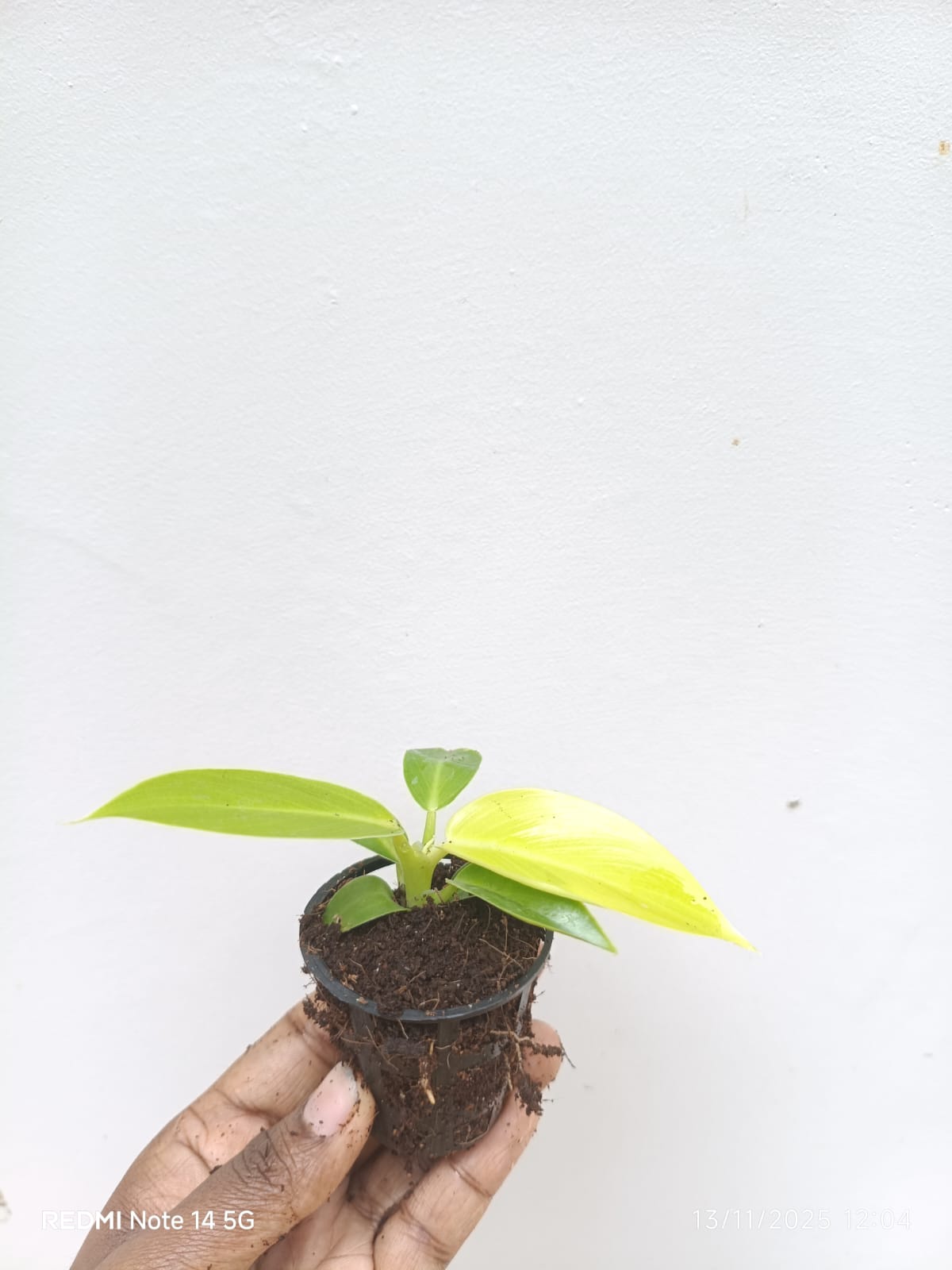 Small sized - Philodendron Golden melinonii - Image 3